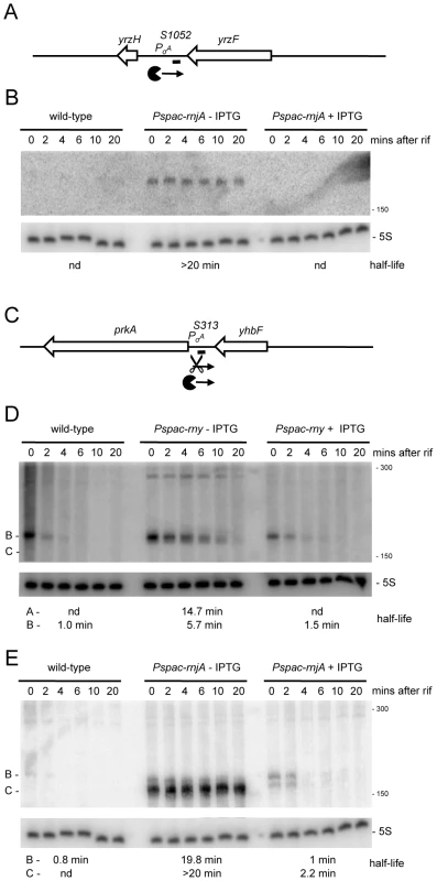 Detection of new potential regulatory RNAs in RNase Y and J1 mutants.