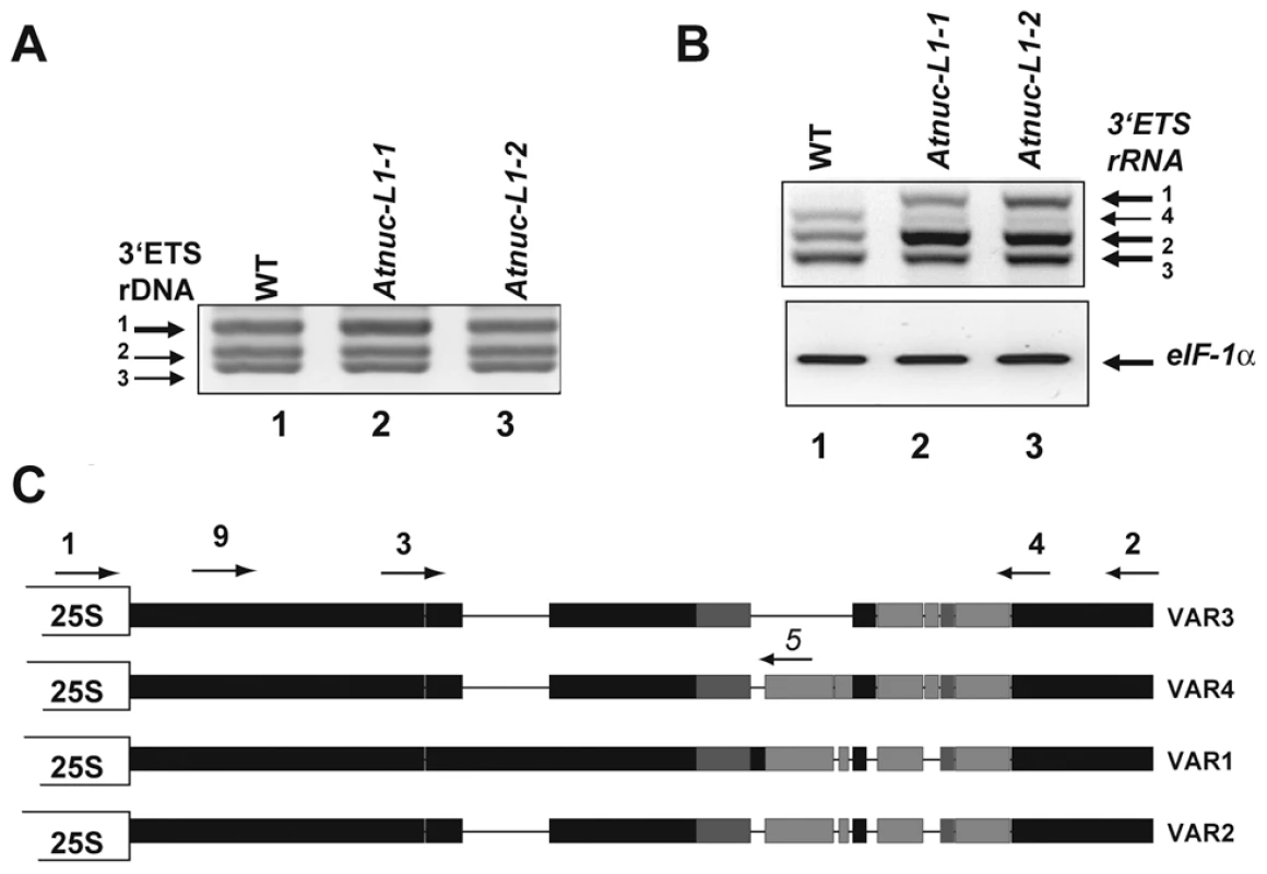 <i>A. thaliana</i> encodes and expresses specific rRNA gene variants.