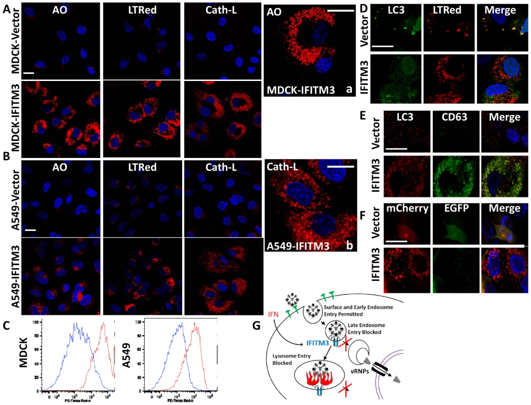 IFITM3 overexpression results in the expansion of acidified organelles.