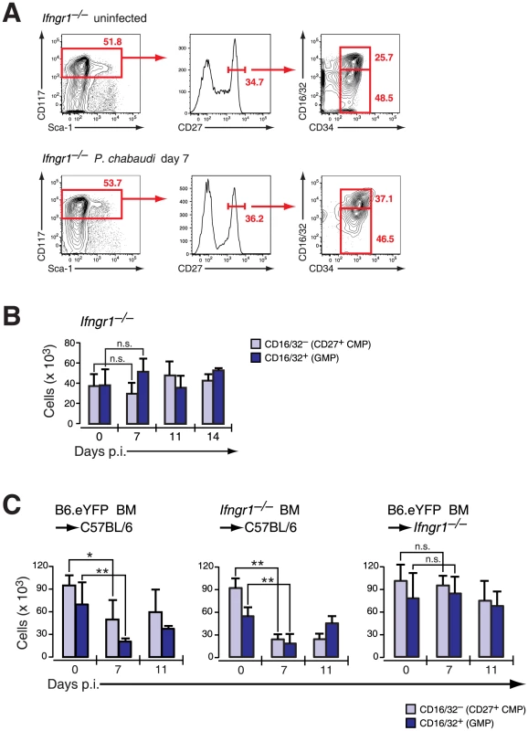 Infection-induced decrease of early myeloid progenitors is critically dependent on IFN-γ signaling.