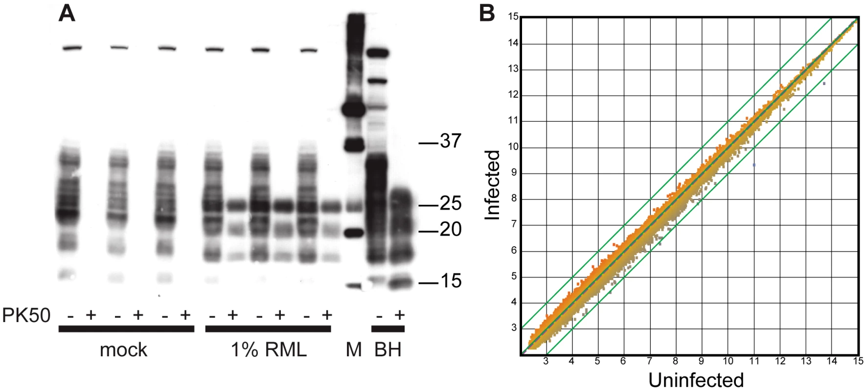 RML infection does not affect transcriptional profile of C2C12 myotubes.