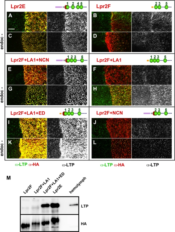 An extended LA-1 domain found in a subset of lipophorin receptor isoforms is required for robust LTP binding.