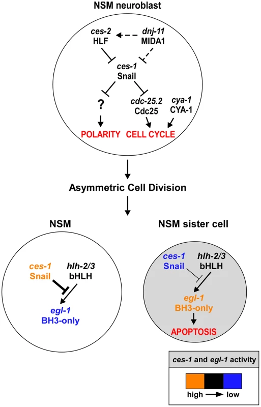 <i>ces-1</i> Snail represents a functional link between cell cycle progression, cell polarity and apoptosis in the NSM lineage.