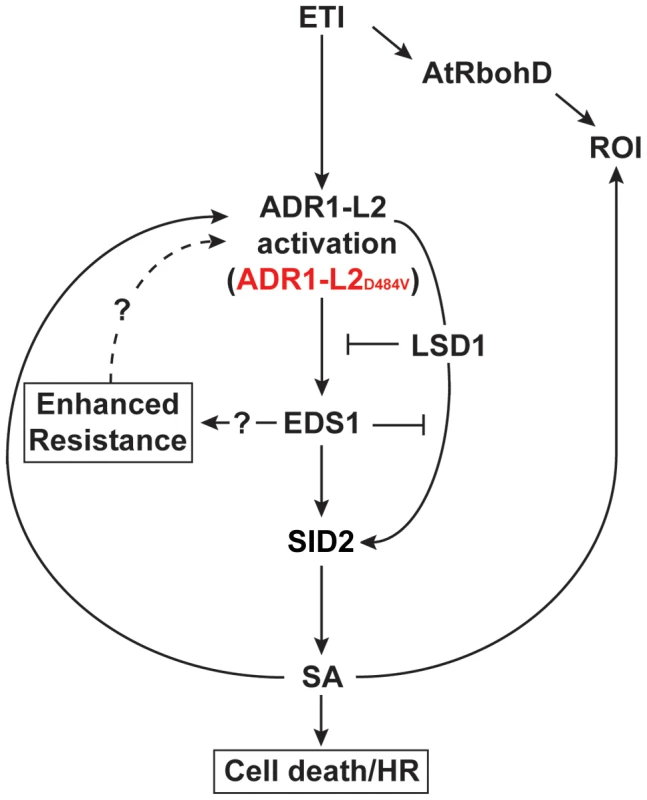 A model for the regulation of ADR1-L2<sub>D484V</sub> activity.