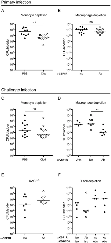 Macrophage depletion improves the adaptive response to UPEC infection.