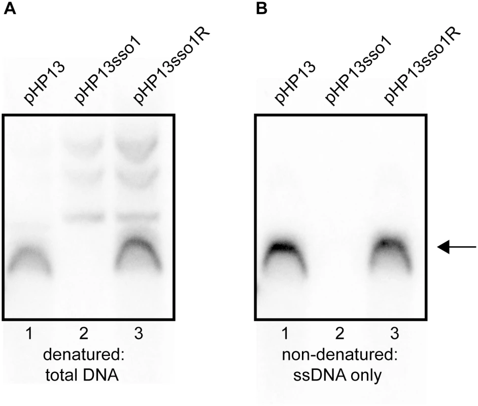 Southern blot analysis demonstrates that <i>sso1</i> decreases the amount of plasmid ssDNA.