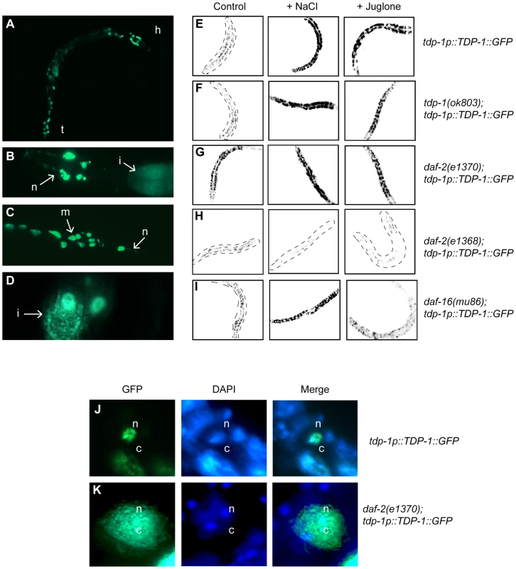 Insulin/IGF signaling and cellular stress regulate TDP-1 expression.
