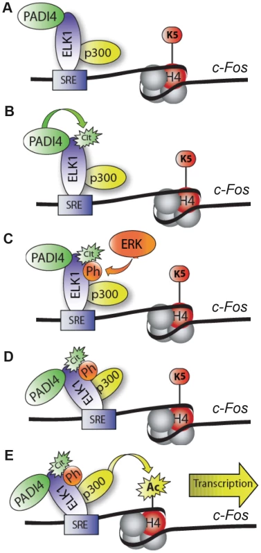 Working model depicting role of PADI4 in Elk-1–mediated activation of <i>c-Fos</i>.