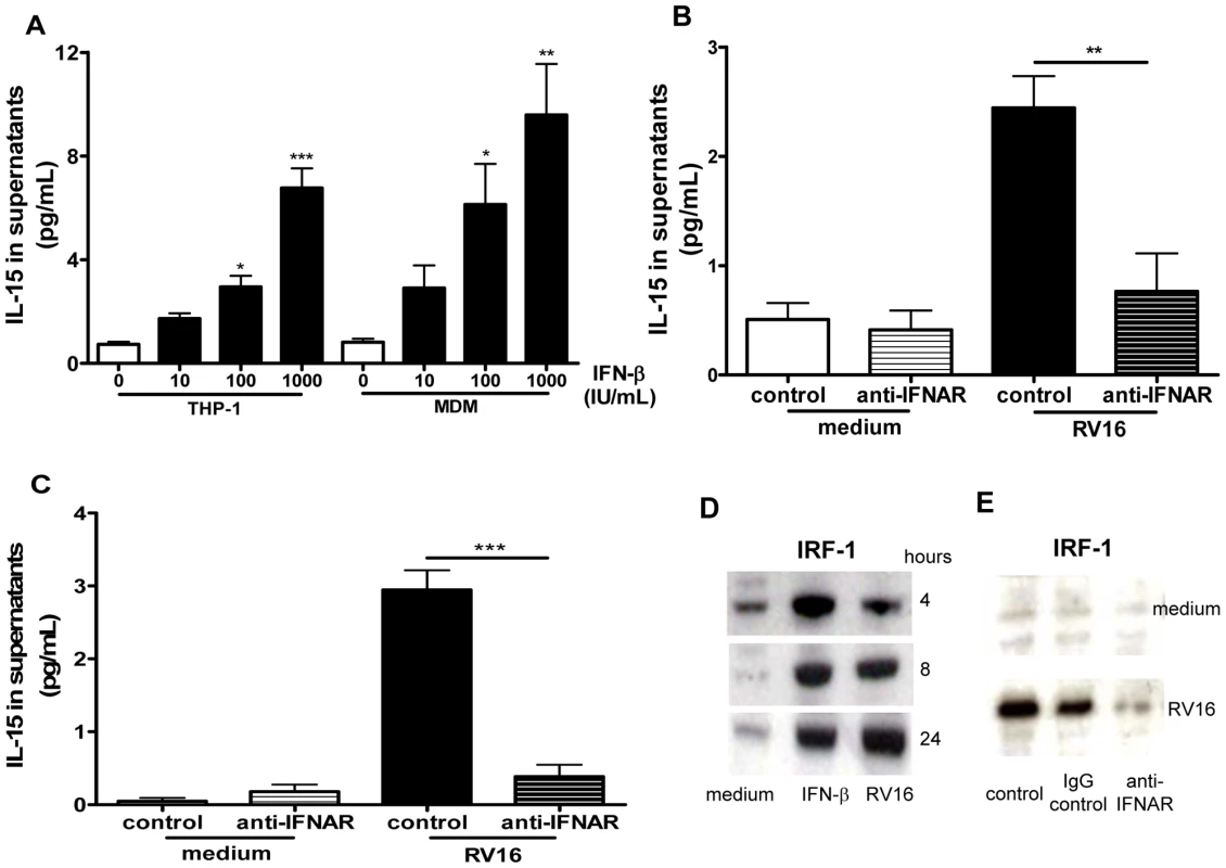 IFN-β induces IL-15 in macrophages and rhinovirus induction is via IFN-αβ receptor signalling.