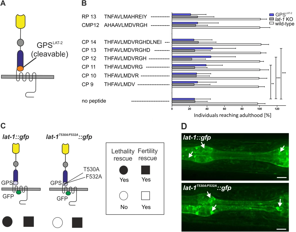 The agonistic sequence of LAT-1 triggers receptor function <i>in vivo</i>.