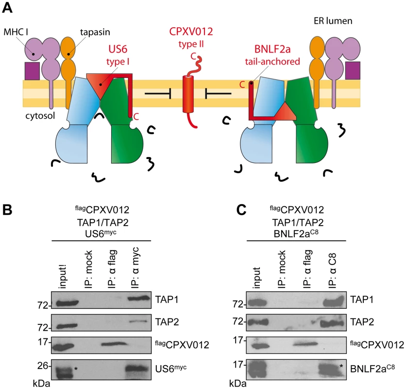 HCMV-US6 and EBV-BNLF2a prevent the formation of CPXV012•TAP complexes.