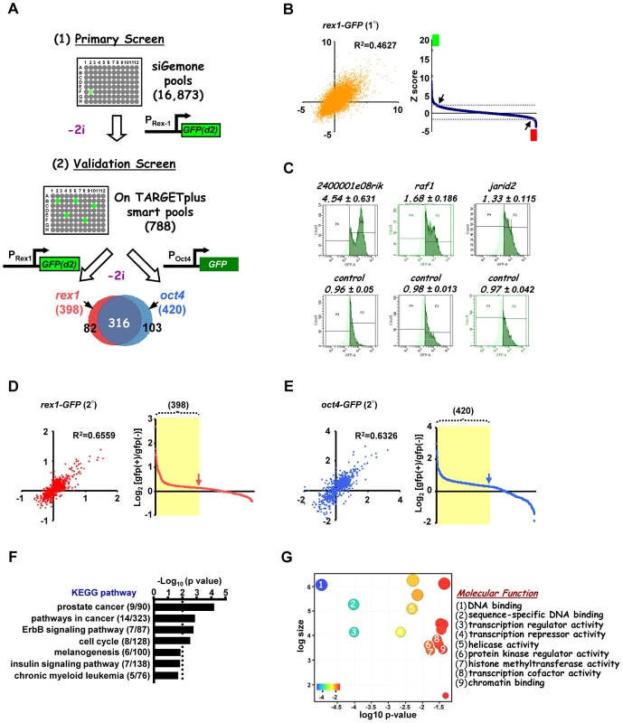 A genome-wide RNAi library screen identifies factors involved in signal-dependent embryonic stem cell differentiation.