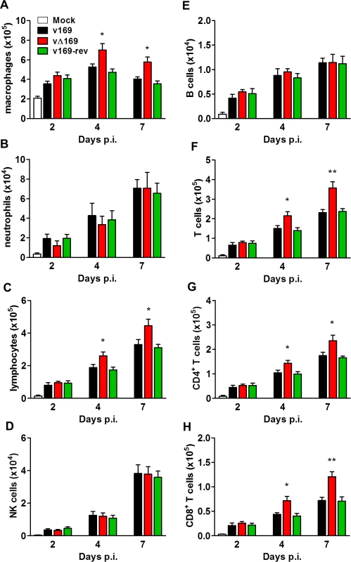 Infection with vΔ169 induces enhanced recruitment of macrophages and T-cells.