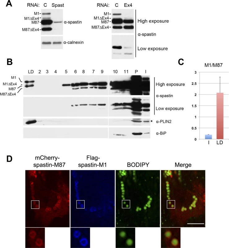 Endogenous spastin-M1 is detected in purified LDs.