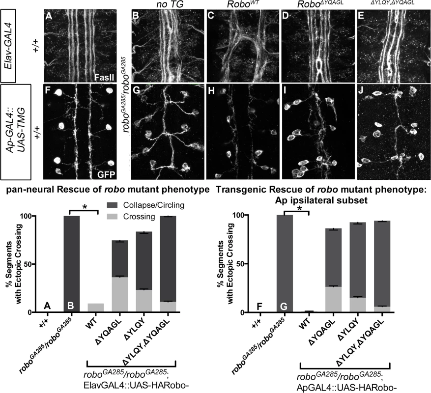 Robo Endocytosis is required for axon guidance <i>in vivo</i>.