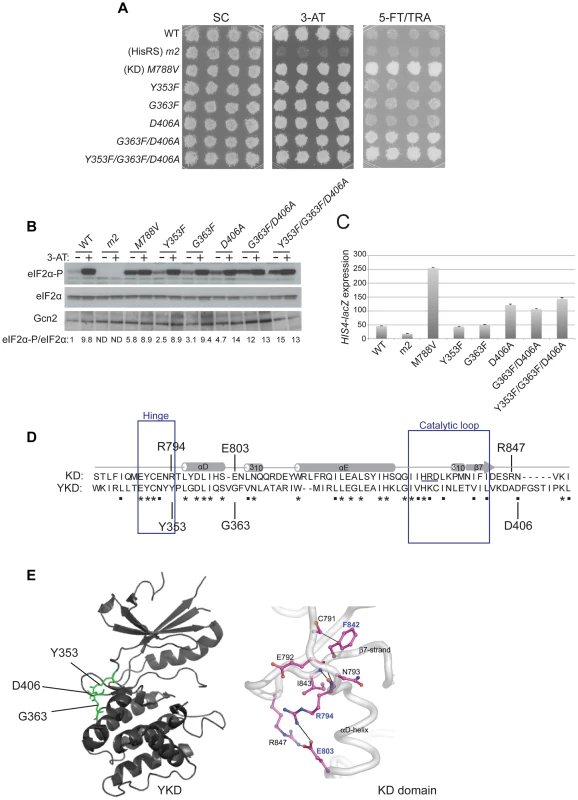 Substitutions in the predicted hinge of the YKD constitutively activate Gcn2 <i>in vivo</i>.