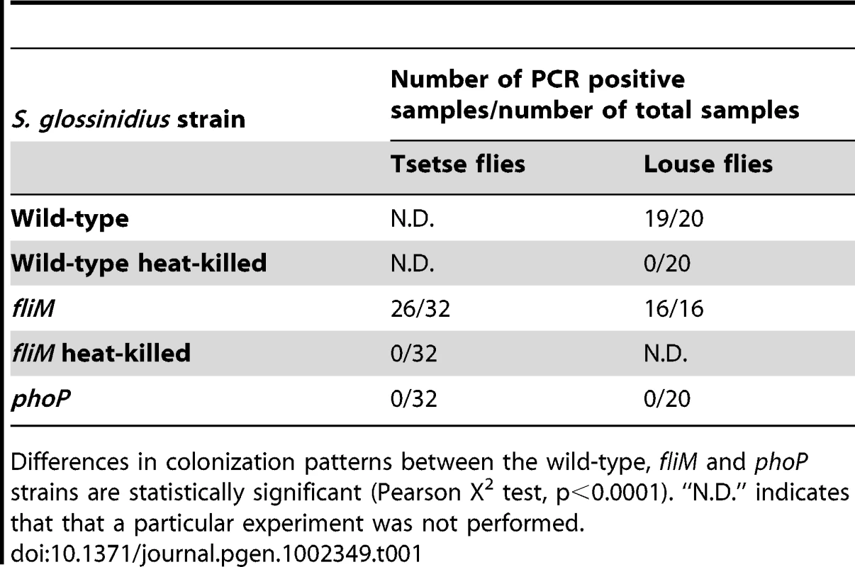PCR detection of <i>Sodalis glossinidius</i> seven days following microinjection in tsetse flies and louse flies.