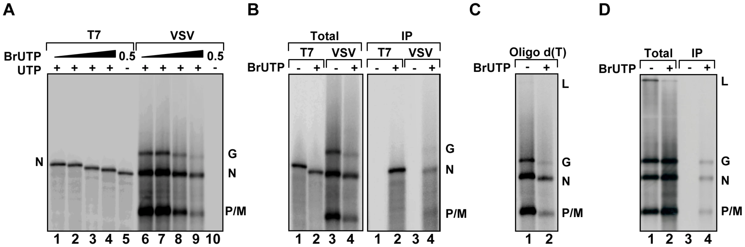 VSV RNA polymerase incorporates BrUTP during transcription <i>in vitro</i> and <i>in vivo</i>.