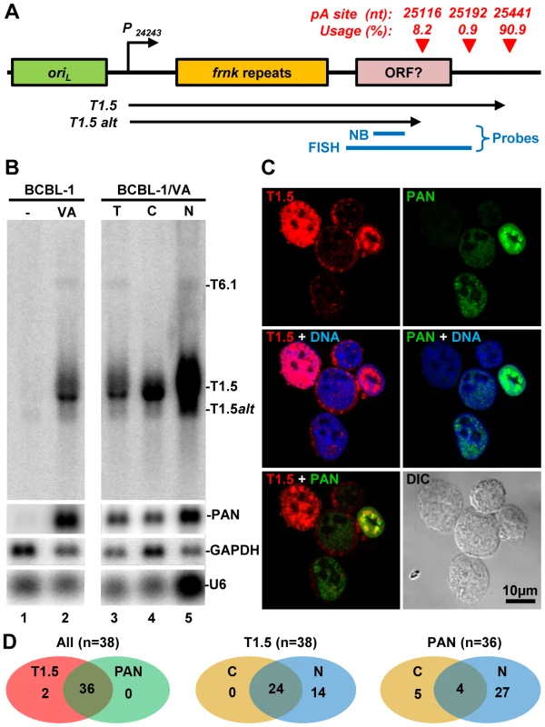 Subcellular localization of KSHV T1.5 lncRNA in PEL cells.