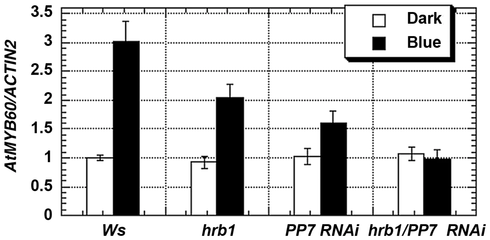 HRB1 and PP7 regulate the expression of <i>MYB60</i>.