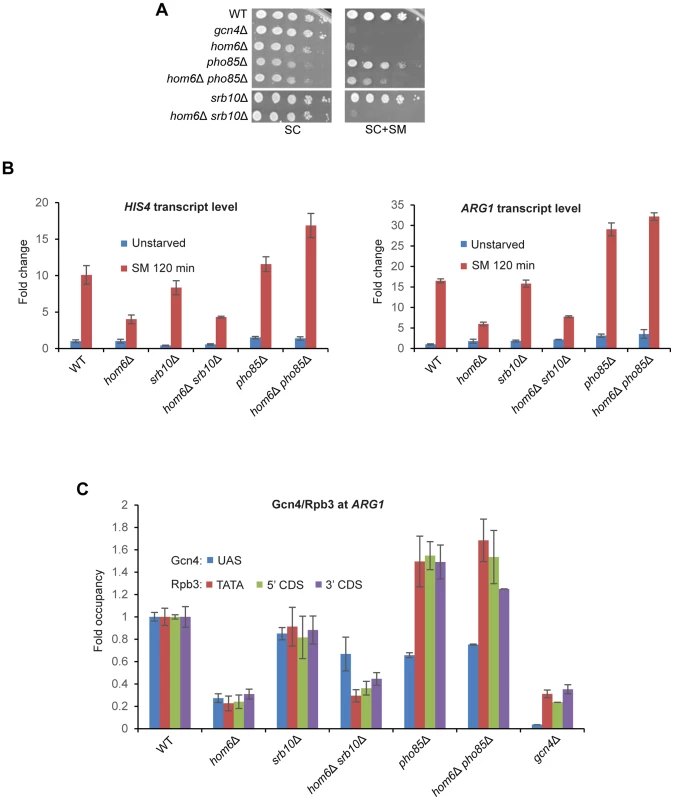 Deleting <i>SRB10</i> or <i>PHO85</i> stabilizes functionally distinct populations of Gcn4 in <i>hom6Δ</i> cells treated with SM.