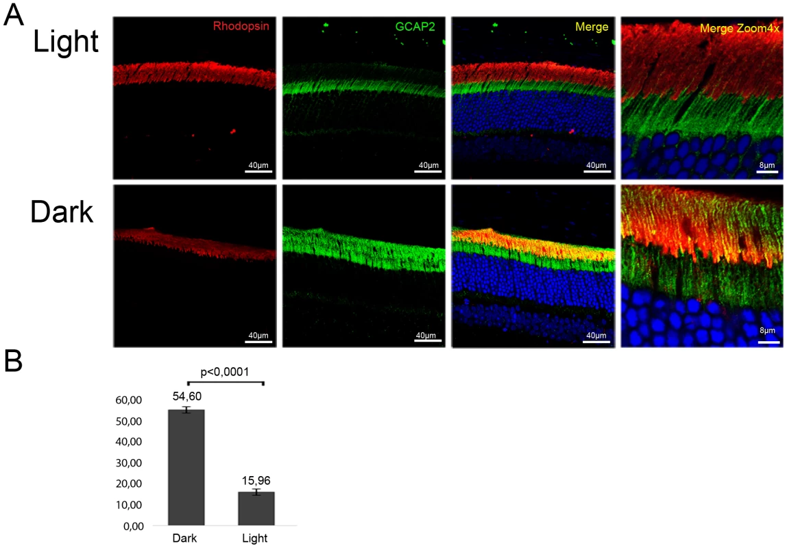 Constant light exposure for 30 days retains endogenous GCAP2 at the inner segment in wildtype mice.
