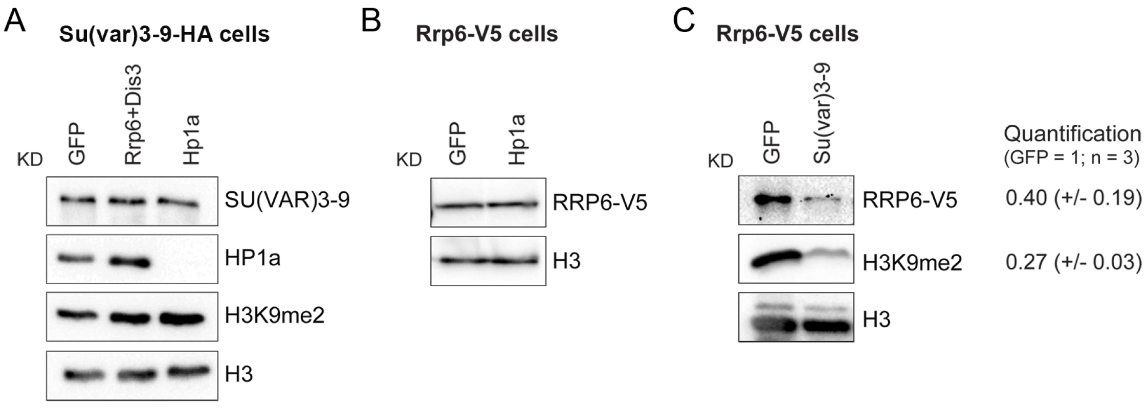 SU(VAR)3-9 depletion affects the association of RRP6 with chromatin.