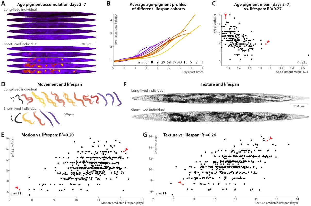 Phenomenological predictors of nematode longevity.