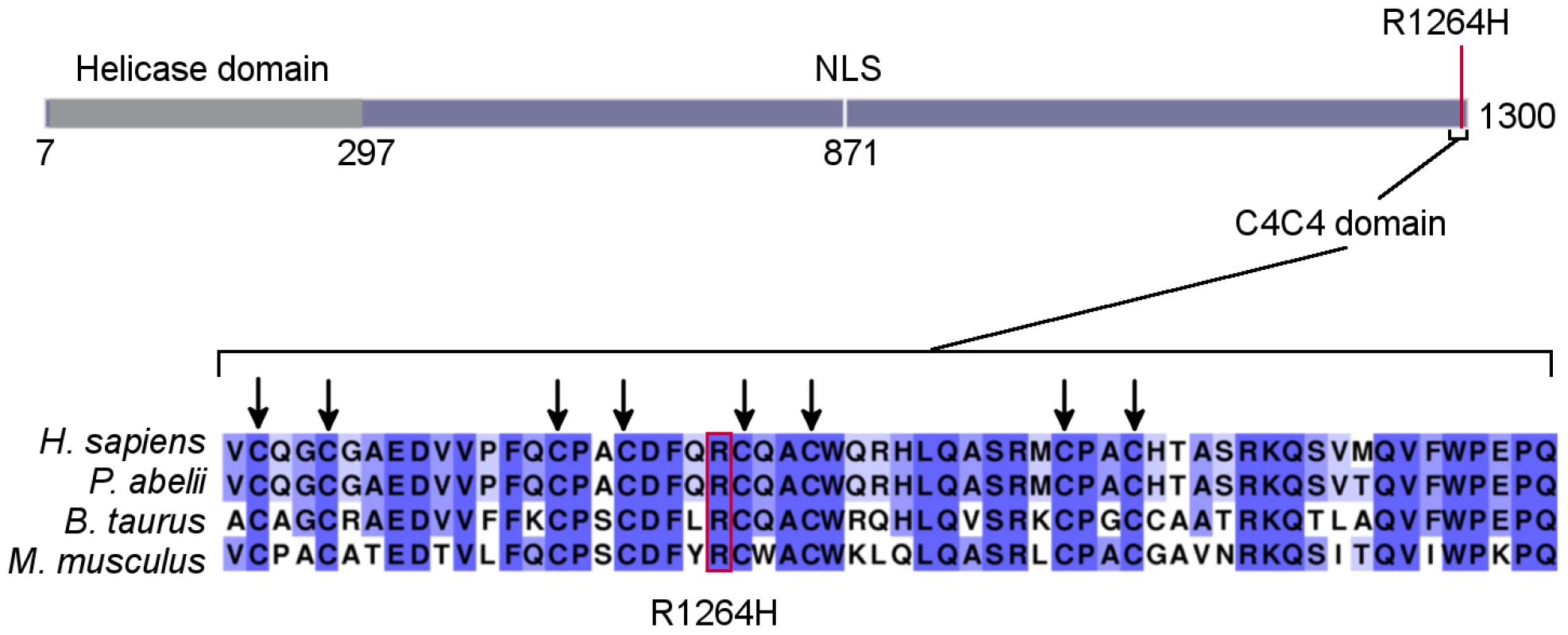 <i>RTEL1<sup>R1264H</sup></i> affects a putative conserved C4C4 domain.