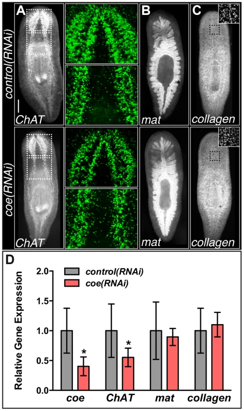 <i>coe</i> RNAi strongly inhibits the expression of <i>ChAT</i> in intact planarians.
