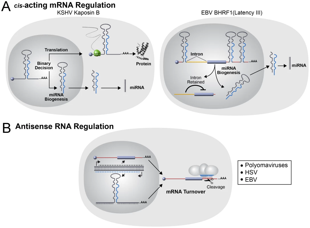 Noncanonical viral miRNA functions.