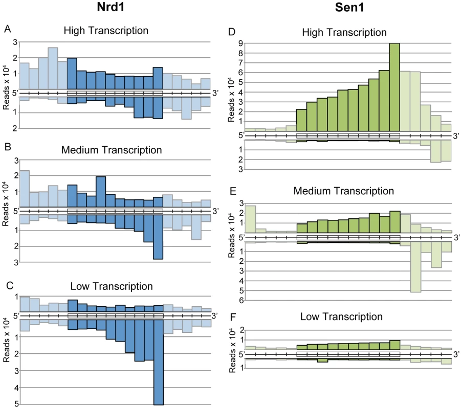 Gene-averaged positive and negative strand Nrd1 and Sen1 cross-linked reads on genes ranked by expression level.