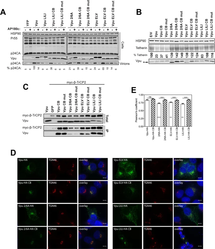 Clathrin binding rescues Vpu localization without restoring β-TrCP binding or tetherin degradation.