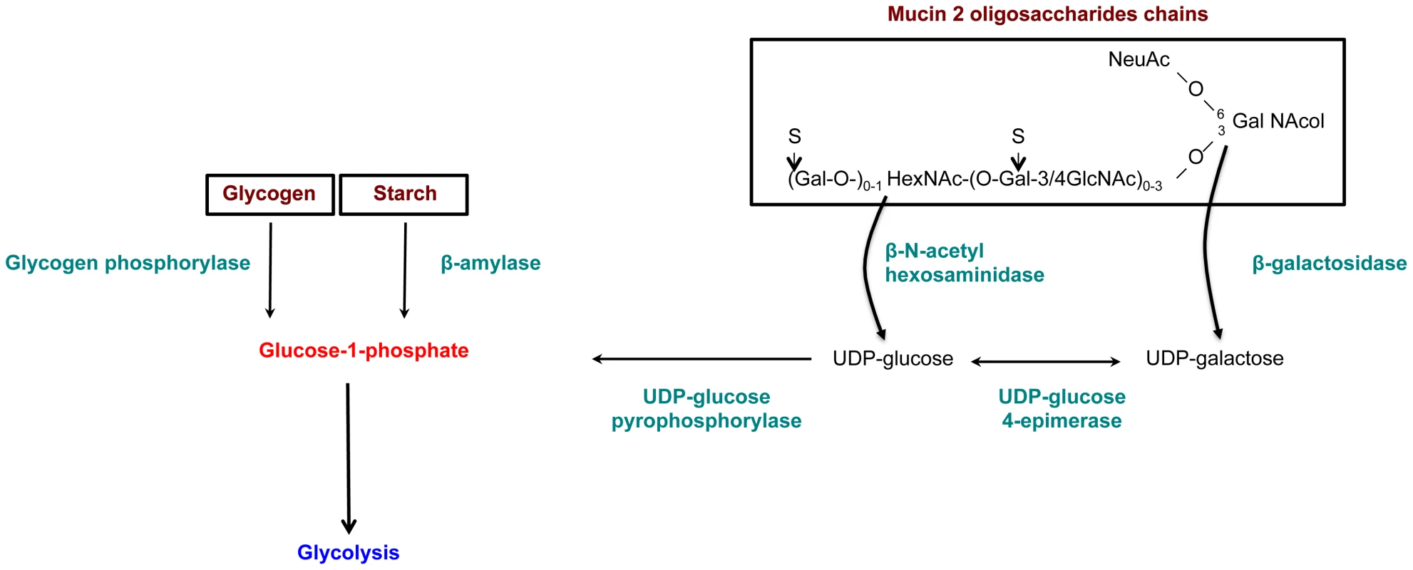 Enzymes overexpressed and involved in carbohydrate metabolism specific to the virulent HM1:IMSS strain.