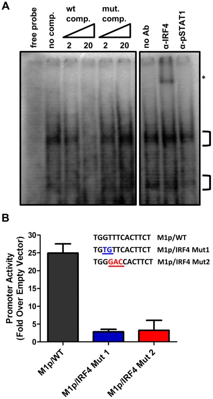 Basal activity of the M1 promoter is dependent on IRF4 binding.