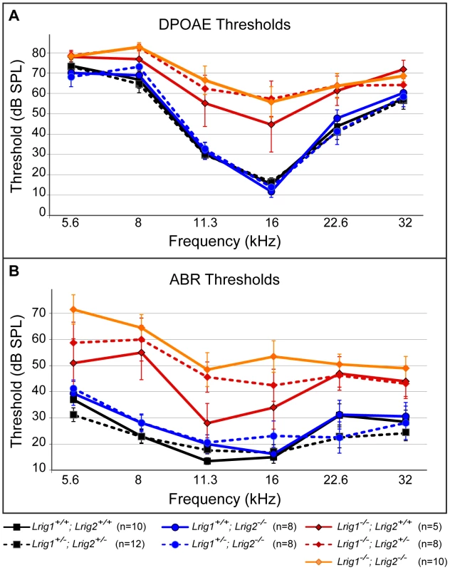 <i>Lrig1</i> but not <i>Lrig2</i> mutant mice exhibit decreased auditory sensitivity.