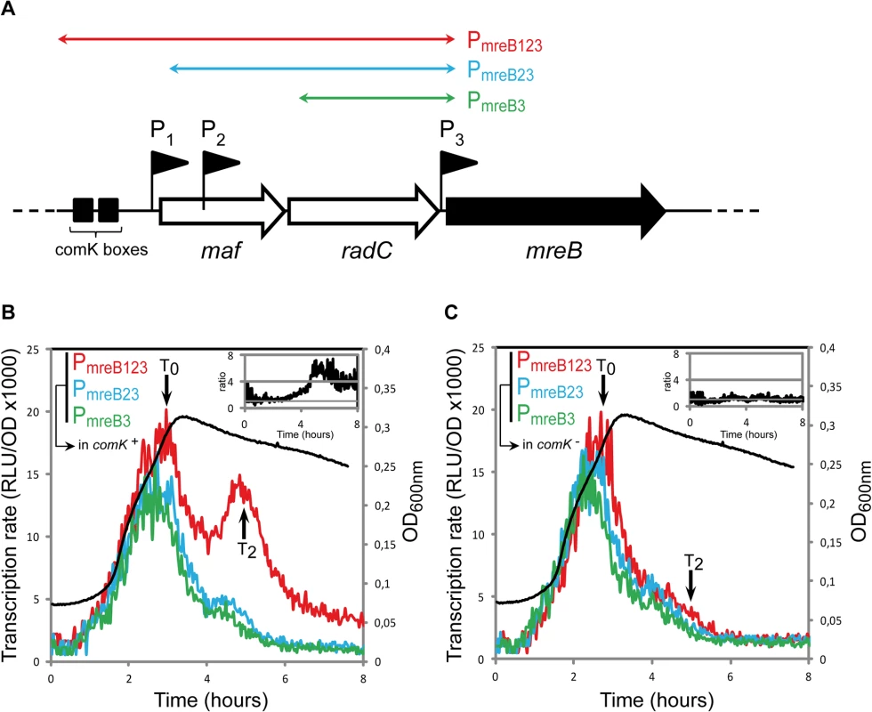 <i>mreB</i> is a competence-regulated gene.