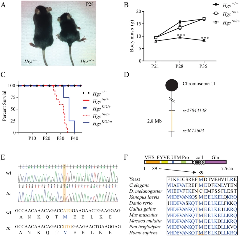 Positional cloning and phenotypic analysis of the <i>tn</i> mice.