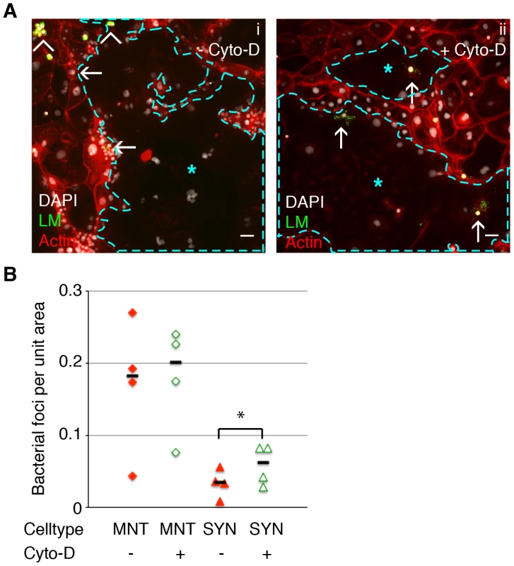 Cell-to-cell spread of <i>L. monocytogenes</i> (LM) into mouse syncytiotrophoblast (SYN) is enhanced by syncytial actin network disruption.