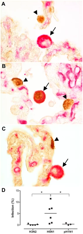 Alveolar macrophages in <i>ex vivo</i> lung cultures.