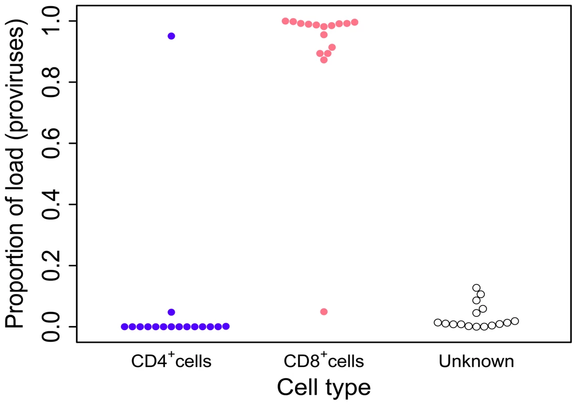 HTLV-2 infection is found almost exclusively in CD8<sup>+</sup> T-cells.