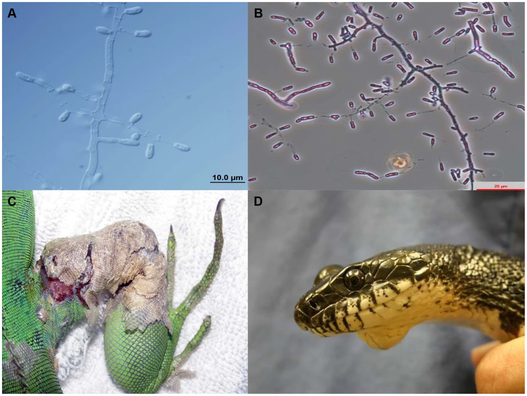 Microscopic morphology of <i>Nannizziopsis guarroi</i> (A) and <i>Ophidiomyces ophiodiicola</i> (B).