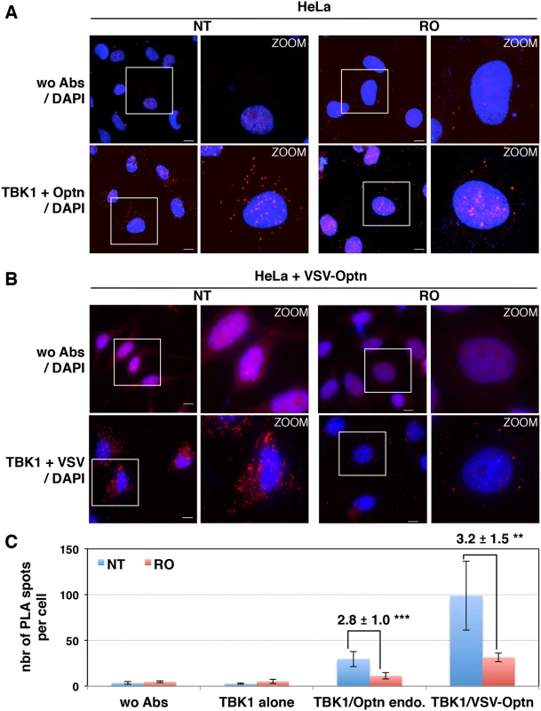 Interaction between TBK1 and Optn is prevented in G2/M synchronized cells.
