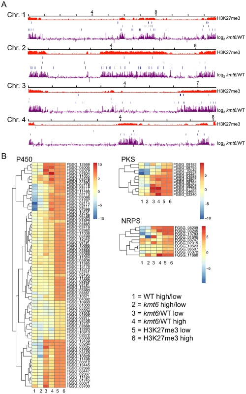 Genes involved in secondary metabolism are found in regions of H3K27me3, but not all are induced by mutation of <i>kmt6</i>.