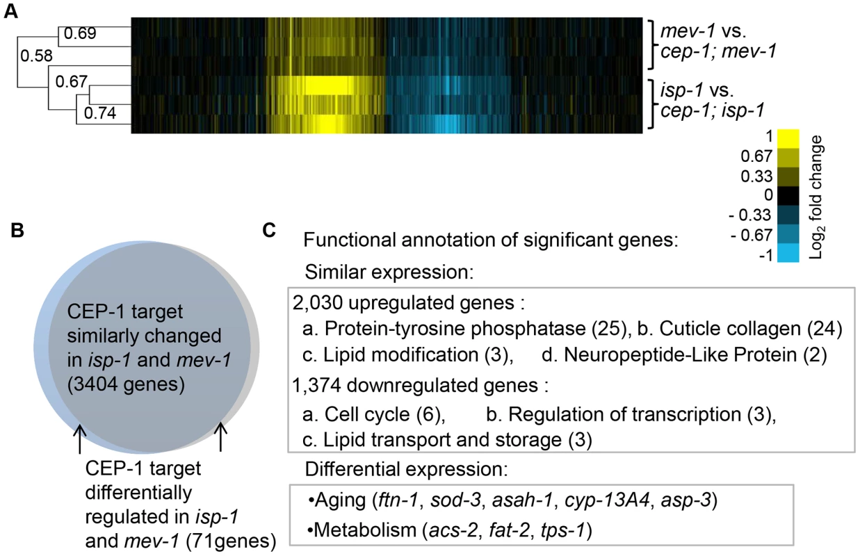 CEP-1-regulated transcriptomes in <i>isp-1</i> and <i>mev-1</i> mutants.