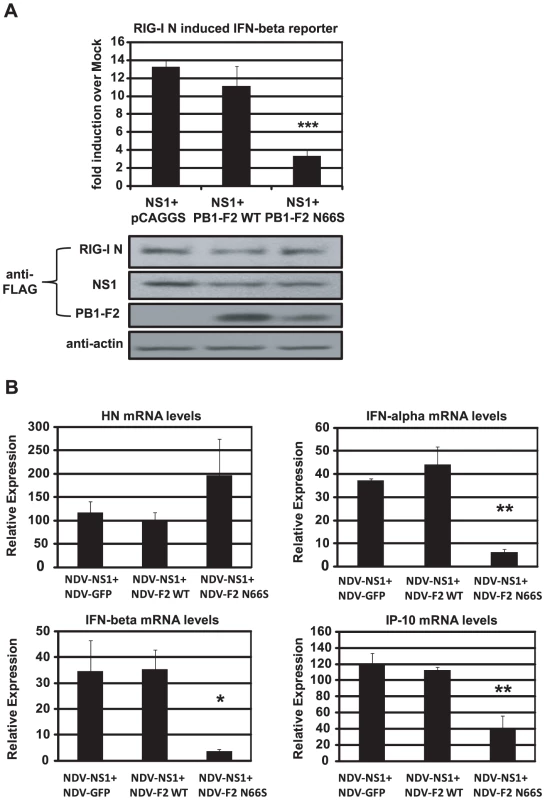 PB1-F2 N66S further enhances NS1 mediated IFN antagonism in an overexpression system.