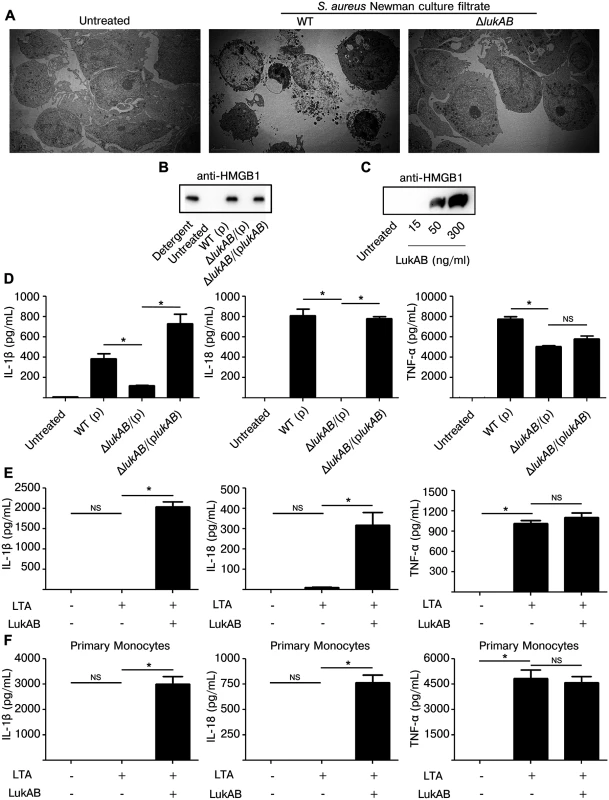 LukAB induces necrotic cell death and secretion of pro-inflammatory cytokines IL-1β and IL-18.