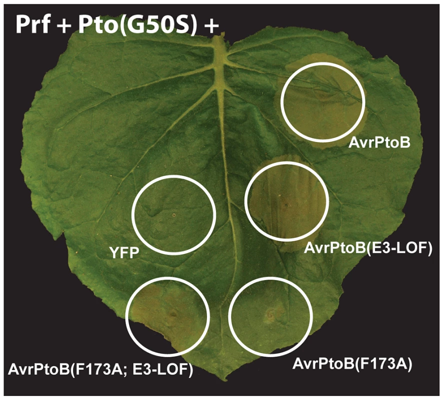 Pto and Fen kinase activities are dispensable for activation of AvrPtoB-elicited ETI.
