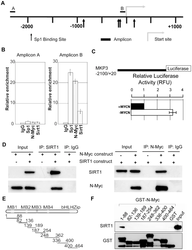 SIRT1 and N-Myc repress MKP3 gene transcription by forming a transcriptional repressor complex at MKP3 gene core promoter.