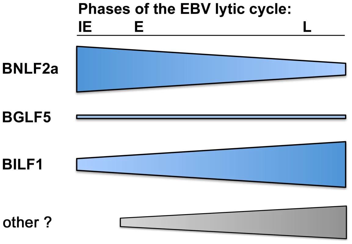 The relative roles of BNLF2a, BILF1 and BGLF5 in interfering with antigen presentation as lytic cycle progresses.